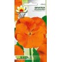 Pansy orange