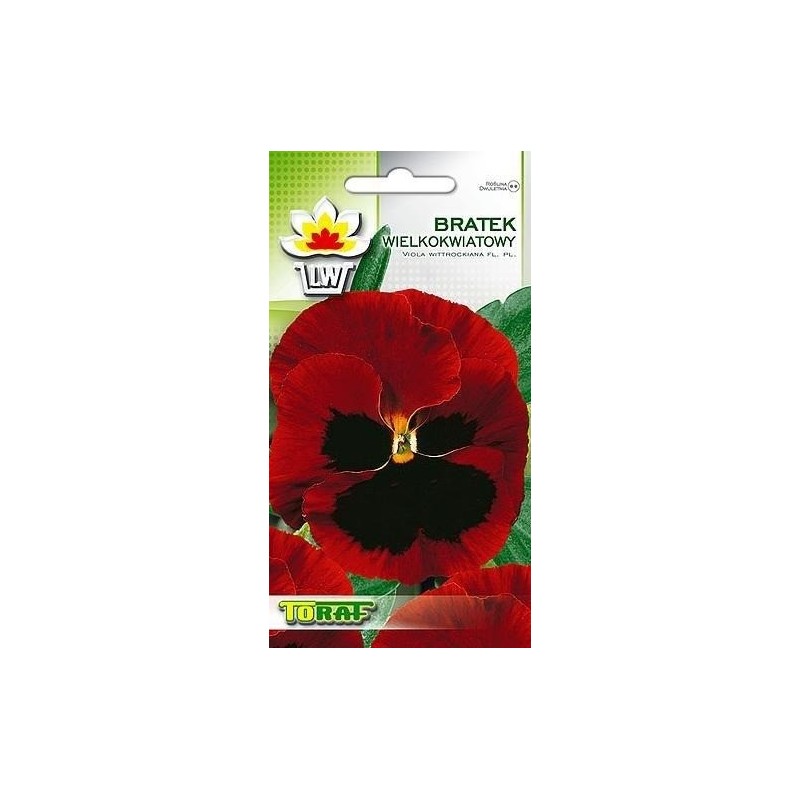 Pansy red with blotch