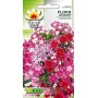 Jaarlijkse Phlox mix