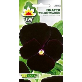 Pansy black