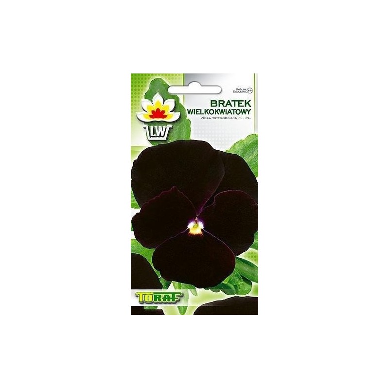 Pansy black
