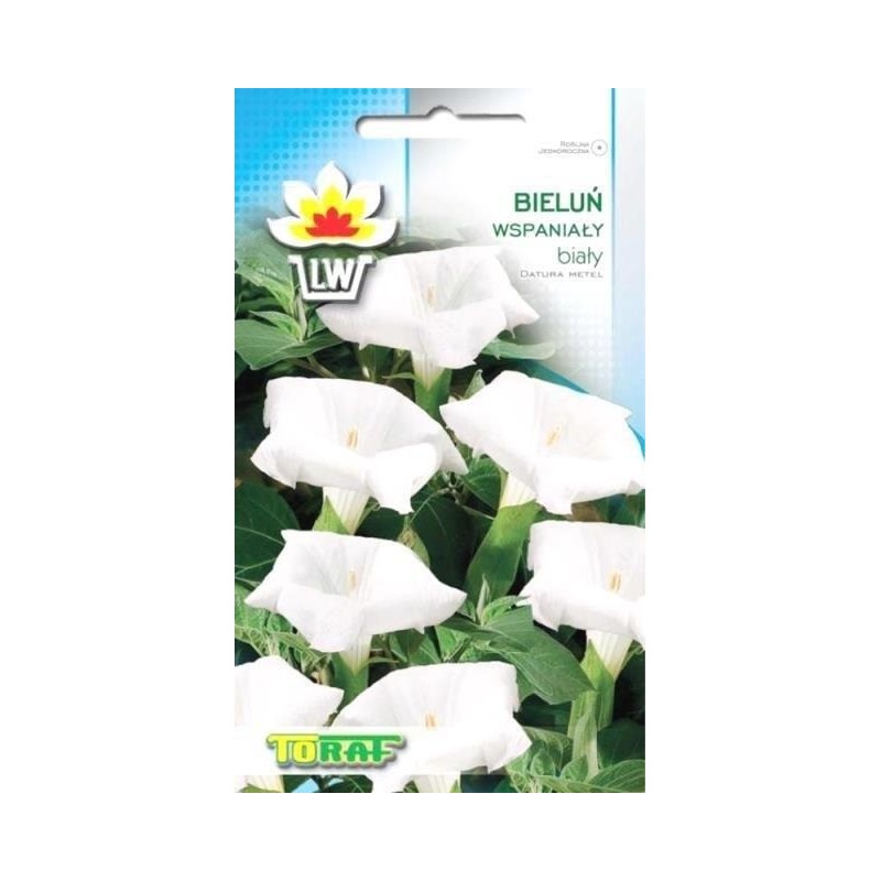 Datura Gorgeous white