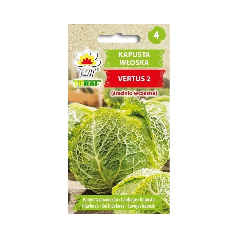 Savoy cabbage Vertus 2