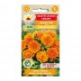 Marigold-dwarf Orange gem