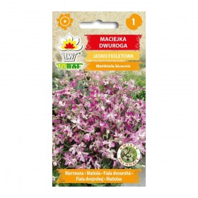 Matiola, Night Scented Stock