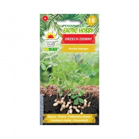 Peanut seeds 5pcs.