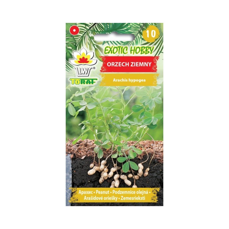 Peanut seeds 5pcs. | Seeds for planting