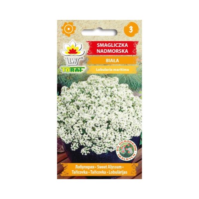 Sweet alyssum white seeds