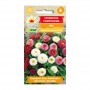 Mixture daisy pompons | Flower Seeds | Buy flower seeds | ietsGezond.nl
