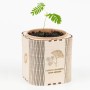 Pink silk tree | Growing Kit