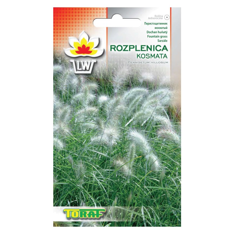 Feathertop grass | Seeds for planting