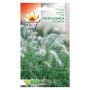 Feathertop grass | Seeds for planting