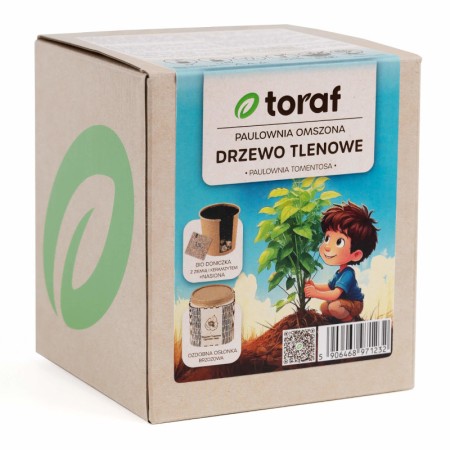 Paulownia Drzewo tlenowe | Zestaw do uprawy