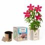 Scarlet rosemallow | Growing Kit