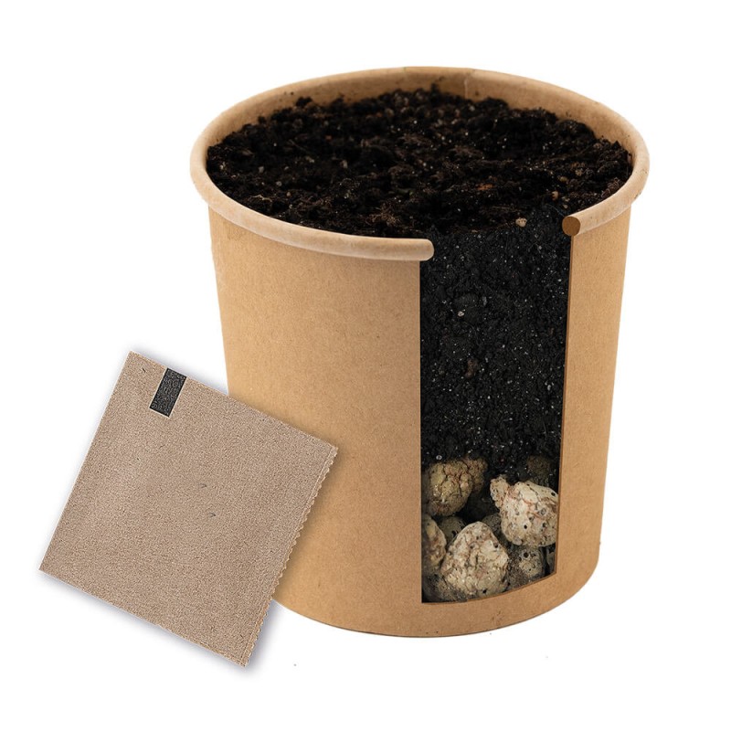Stone pine | Growing Kit Pinia pine (Sosna Pinia) with birchwood sleeve