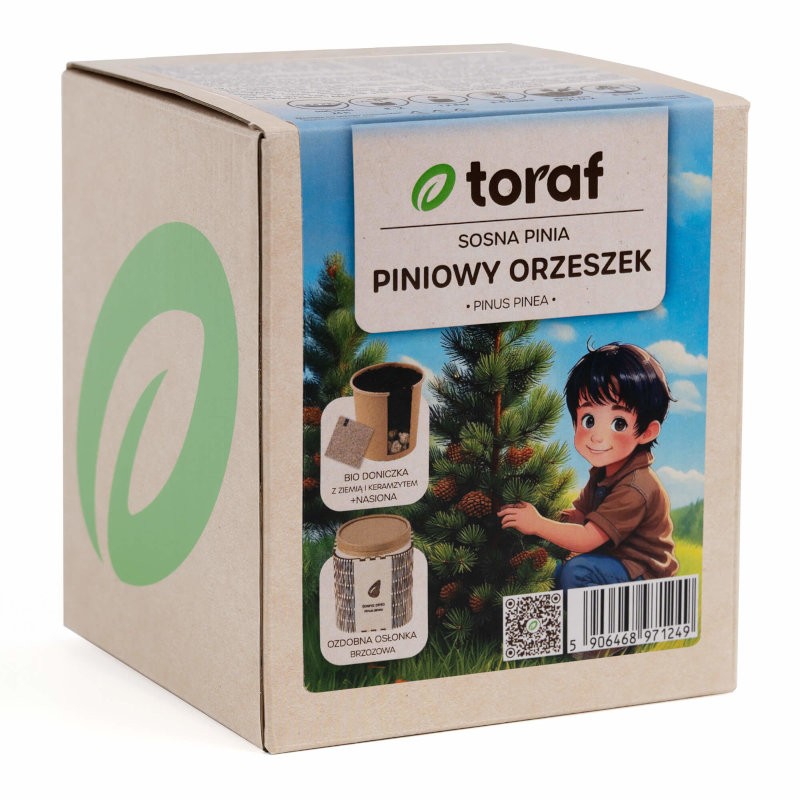 Sosna Pinia | Zestaw do uprawy