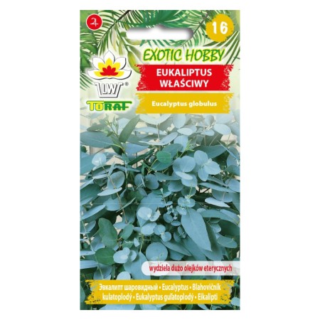 Blue gum | Exotic seeds