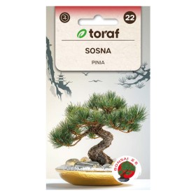 Mediterranean stone pine | Exotic seeds