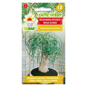 Elephant s foot | Exotic seeds