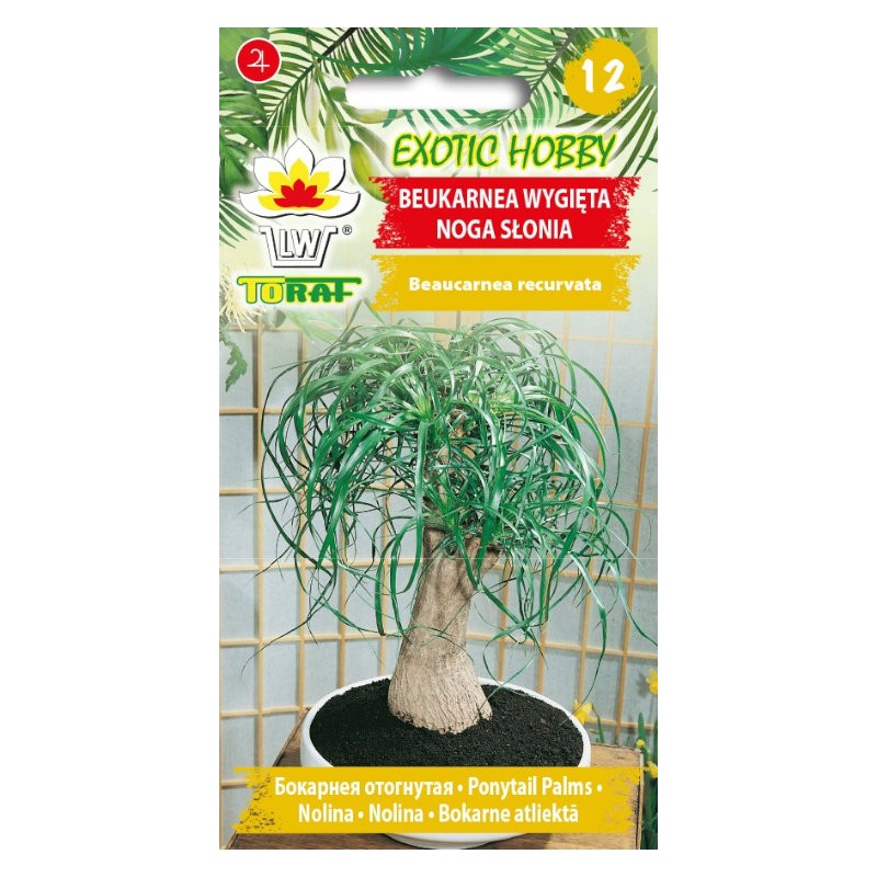 Elephant s foot | Exotic seeds