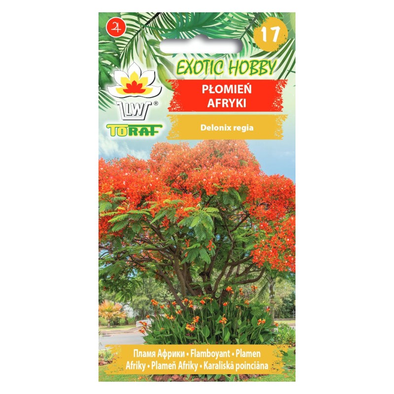 Flamboyant | Exotic seeds