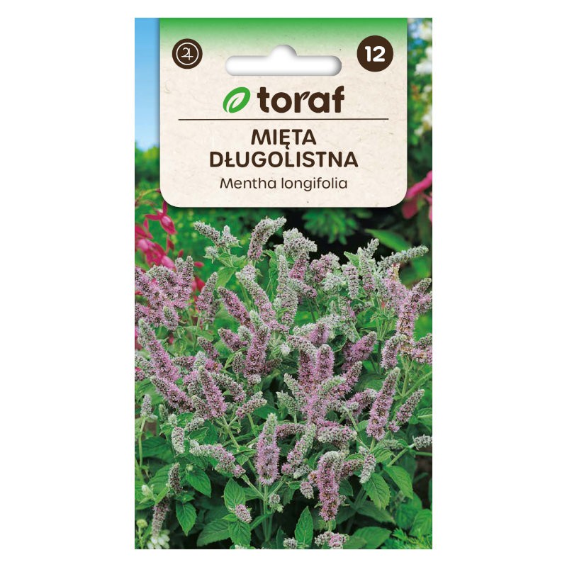 Fillymint | Herbs seeds