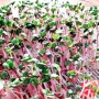 Radish | Sprouting seeds