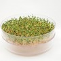 Garden cress | Sprouting seeds