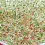 Garden cress | Sprouting seeds