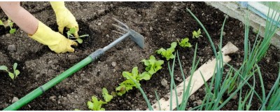 Vegetable seeds