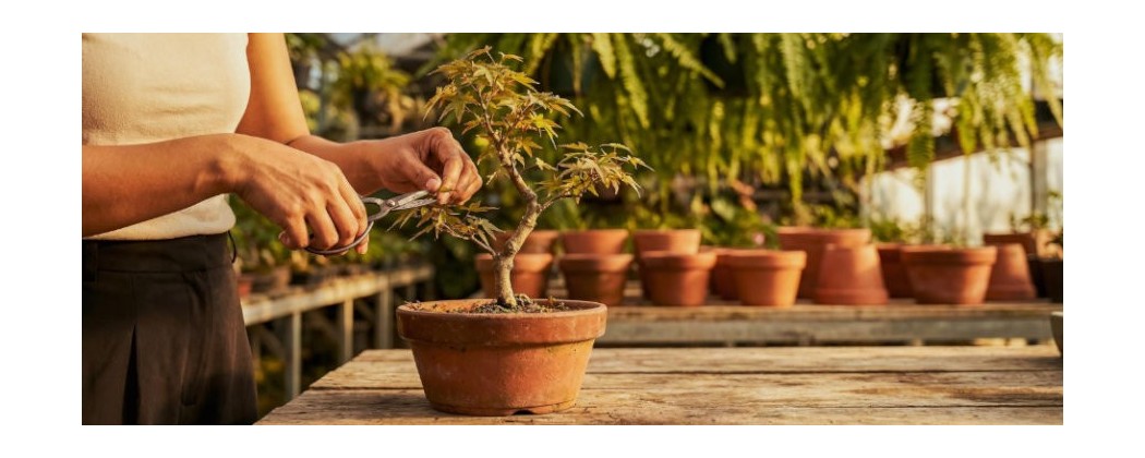 Buy Exotic Seeds Online | Exotic Hobby | ietsGezond.nl