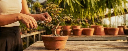 Nasiona Egzotyczne Sklep Online | Exotic Hobby | ietsGezond.nl